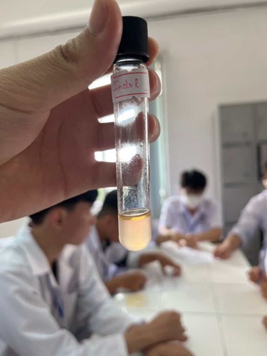 <p>Màu vàng</p>