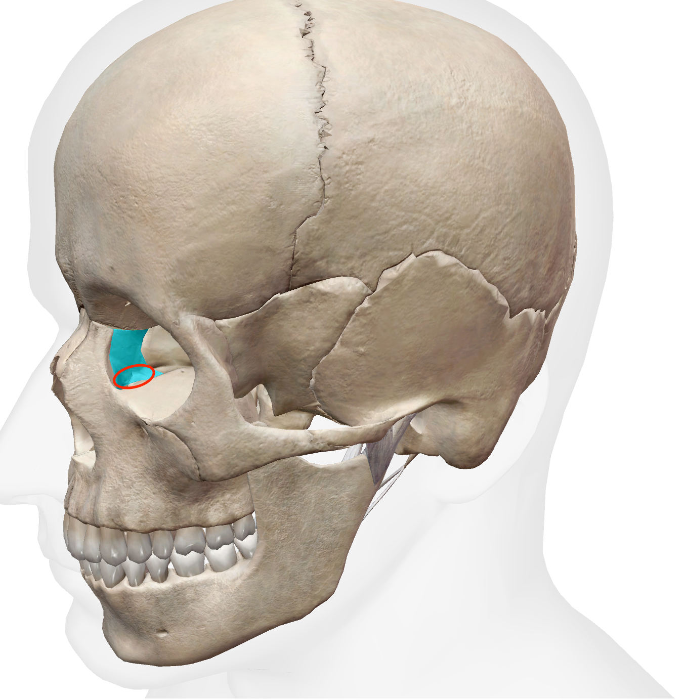 <p>pocket at the base of the lacrimal groove of lacrimal bone </p>