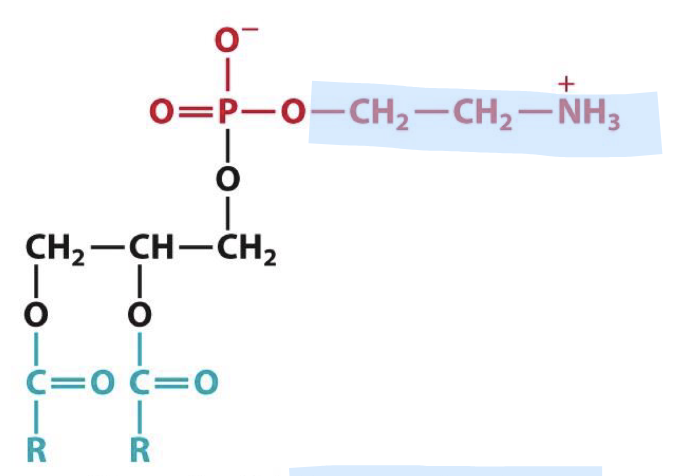 <p>Identify this glycerophospholipid</p>