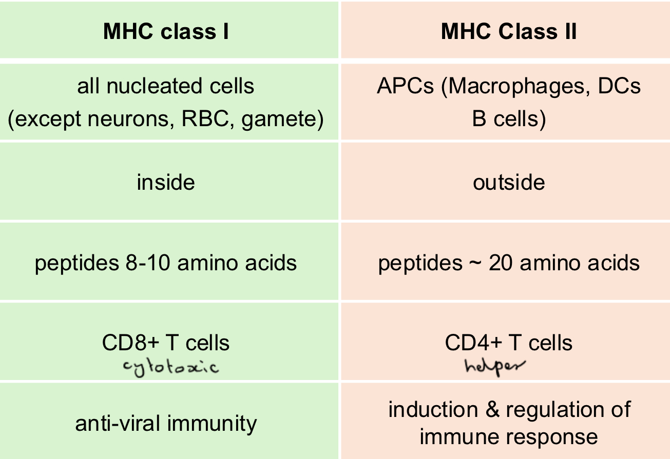 <ul><li><p>Two chain molecule, transmembrane glycoprotein, bind multiple antigenic peptides </p></li></ul><p></p>