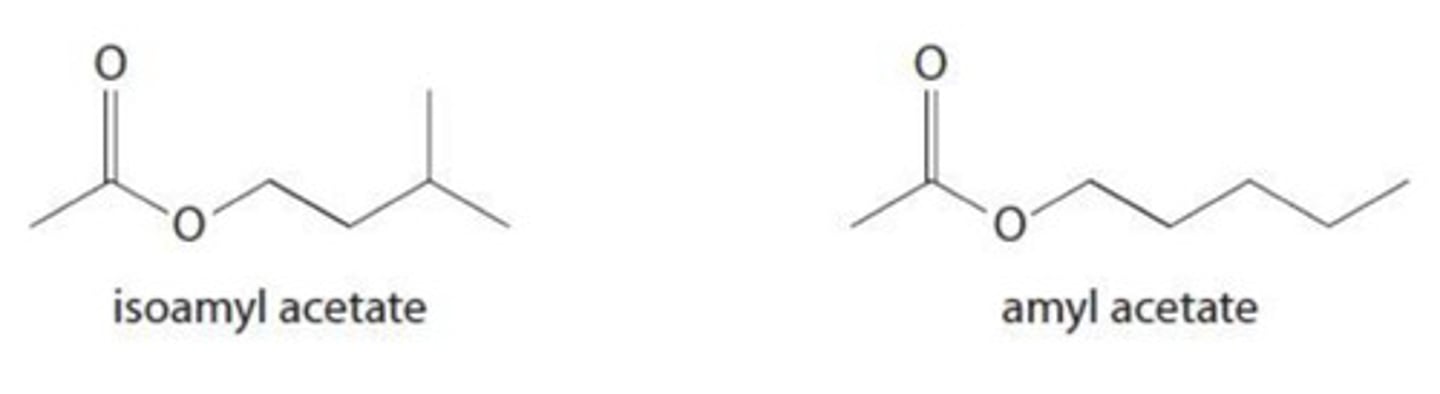 <p>6 in isoamyl acetate, 7 in amyl acetate</p>