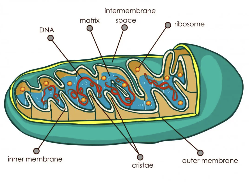 <ul><li><p>1000nm in diameter + sausage shaped</p></li><li><p>Surrounded by 2 membranes (mitochondrial envelope).</p><ul><li><p>Inner membrane folded forming finger-like cristae projecting into the interior of mitochondia</p></li></ul></li><li><p>The interior of mitochondria = matrix.</p></li><li><p>Space between 2 membrane = intermembrane space.</p></li><li><p>Those cells which have high demand for energy (does more aerobic respiration) contains larger numbers of mitochondria. </p></li></ul><p></p>