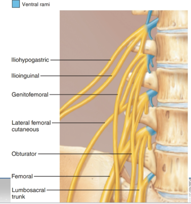 <ul><li><p><strong>Function: </strong>Provides nerves to the lower abdomen, anterior &amp; medial thigh</p></li><li><p><strong>Spinal nerve contributions: </strong>L1–L4</p></li><li><p><strong>Major Terminal Branches:</strong></p><ul><li><p><strong>Femoral nerve → </strong>anterior thigh muscles, skin of anterior thigh &amp; medial leg</p></li><li><p><strong>Obturator nerve → </strong>medial thigh muscles, skin of medial thigh</p></li></ul></li></ul><p></p>