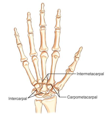 <p>gliding movement</p><ul><li><p>ex: intermetacarpal, intercarpal, carpometacarpal</p></li></ul><p></p>