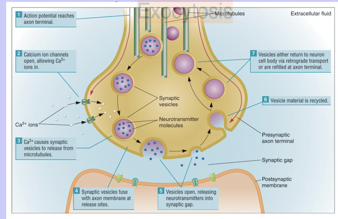 * the process in which vesicles fuse with the membrane of the axon terminal and release neurochemicals into the synaptic gap. 
  * ca2+ enters the cell
  * vesicles fuse with the axon terminal membrane 
  * neurochemicals are released
  * vesicles are returned to the terminal interior and refilled 