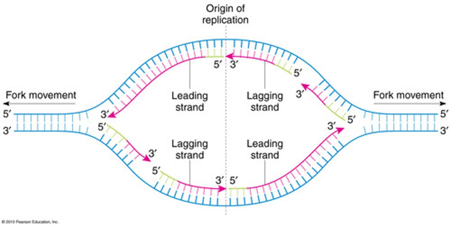 <p>- Starts at a single origin called oriC (~245 bp long).</p><p>- Recognized by the initiator protein DnaA.</p>