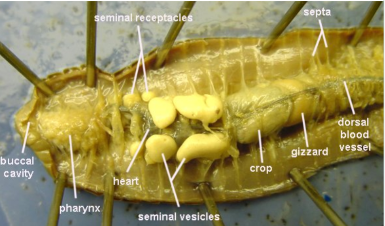 <p>Earthworm inside detailed. Yes to proceed</p>