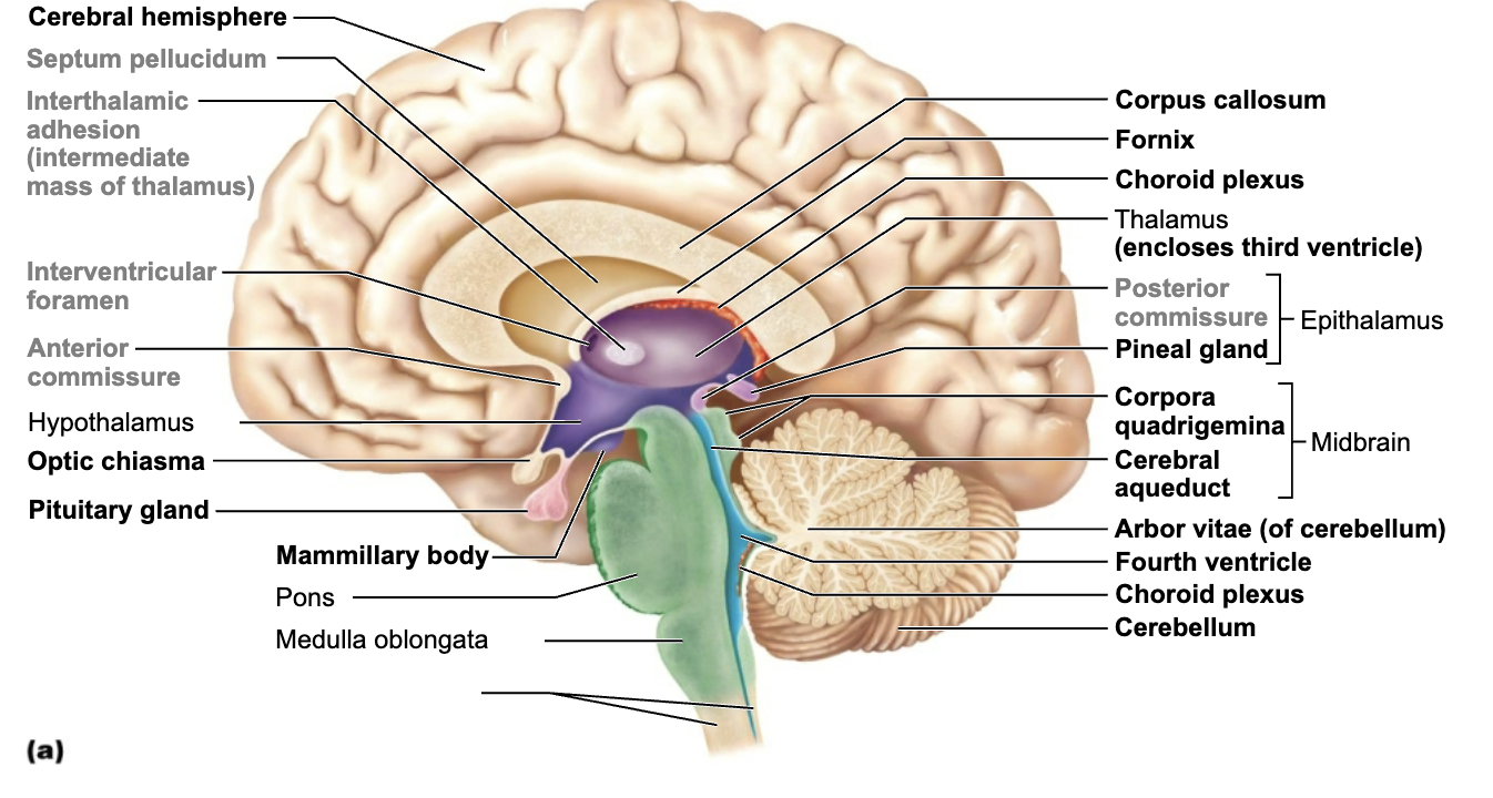 <p>What is this brain regions name and function?</p>