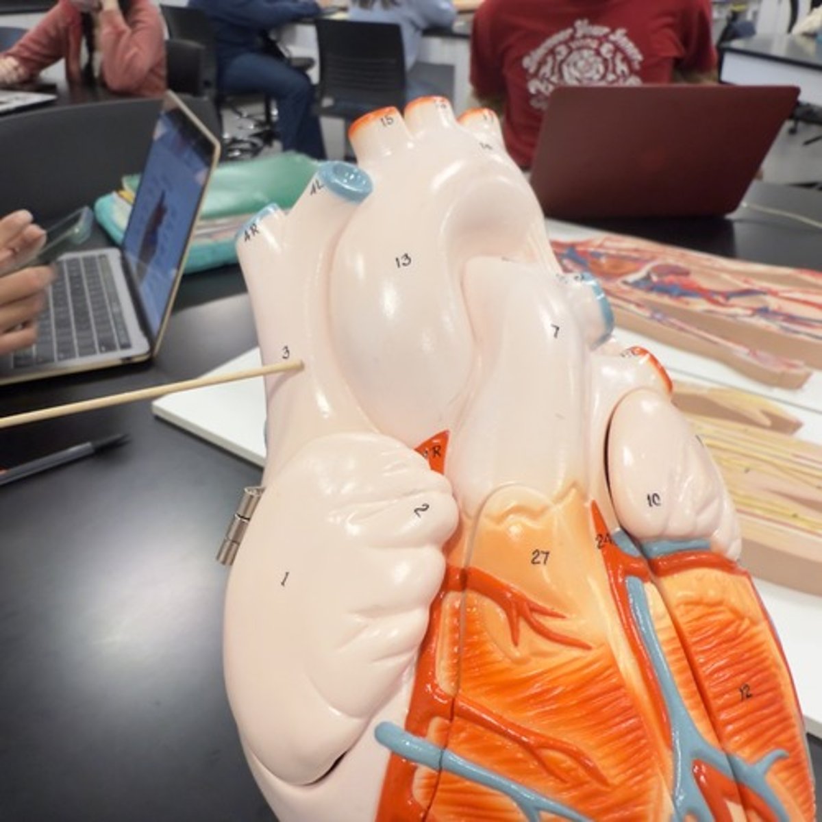 <p>Identify the structure.</p>