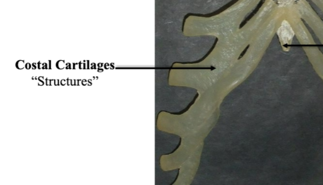 <p>Costal Cartilages </p>