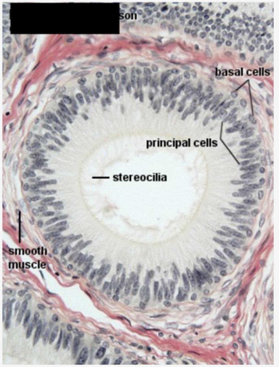<p>Identify the organ</p>