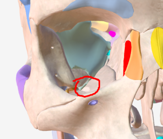 knowt flashcard image