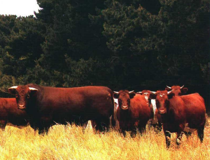 <p>breed, type, country of origin</p>