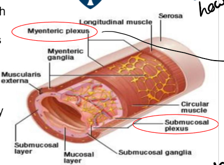 <p>neurones whos cell bodies are located in the ganglia largely in the myenteric and submucous plexus, interganglionic fibre tracts connect the two plexuses, they form a complete reflex circit that can operate indepently of the rest of the nervous system but strongly modulated by hormones and extrinsic nerve imput, contains sensory, effector and interneurones</p>