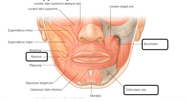 <ul><li><p><strong>Obicularis oris</strong> - encircle mouth opening</p></li><li><p><strong>Risourius</strong>- superficial - retracts corner of mouth</p></li><li><p><strong>Buccinator </strong>- deep to risourius, retracts corner of mouth, involved in mastication</p></li><li><p><strong>Levator labii superioris, zygomatic minor, levator labii superioris alaeque nasi</strong> - elevate upper lip</p></li><li><p><strong>Levator anguli oris</strong> - draw mouth up and medially</p></li><li><p><strong>Zygomatic major</strong> - elevate and retract angle of the mouth – smiling</p></li><li><p><strong>Depressor labii inferioris</strong> - pull lip down and out</p></li></ul>