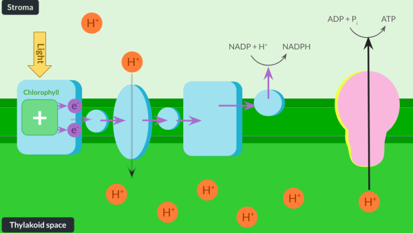 <ul><li><p>gaining </p></li><li><p>electron</p></li><li><p>proton</p></li><li><p>stroma</p></li><li><p>NADPH</p></li><li><p>reduced NADP</p></li></ul><p></p>