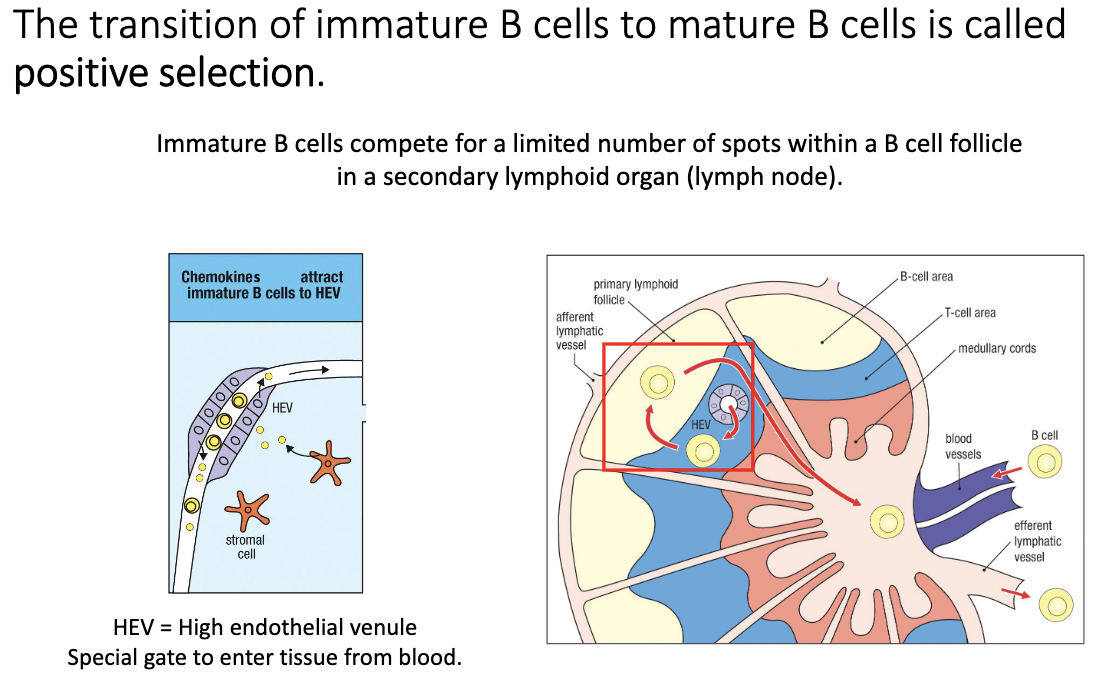 <ul><li><p>Immature B cells exit bone marrow → enter circulation.</p></li><li><p>They undergo <strong>positive selection</strong> <em>after</em> negative selection (opposite order from T cells).</p></li><li><p>Must successfully enter a <strong>B-cell follicle</strong> via a <strong>high endothelial venule (HEV)</strong>.</p></li><li><p>Only cells that can migrate into the follicle survive.</p></li><li><p>Failure to access follicle → <strong>death within a few days</strong>.</p></li><li><p>Success → transition to <strong>mature B cells</strong> that can survive for weeks–months.</p></li></ul><p></p>