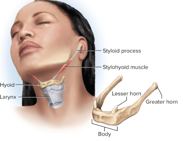 <p>Hyoid bone</p>