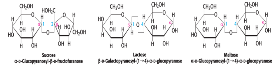 <ul><li><p>sucrose (glucose + fructose)</p></li><li><p>lactose (glucose + galactose)</p></li><li><p>maltose (glucose + glucose)</p></li></ul>