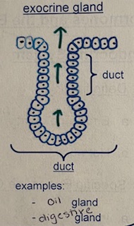 <p>oil and digestive glands</p><p>contains a duct</p>