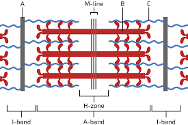<p>H zone</p>