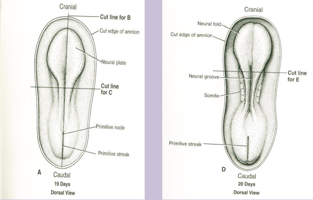 <p>Neural plate</p>