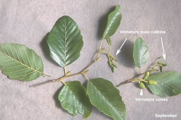 <p>Deciduous tree, mature trees are generally 50-80 ft (15-24 m) tall, record trees reach over 100 ft (30 m), the crown is open, broadly rounded in shape, branches slender and nodding at the ends.&nbsp;&nbsp;Mature forest trees often have several trunks arising from a single clump.&nbsp;&nbsp;Winter buds about 13 mm long, slender, dark red, covered with a pale pubescence.&nbsp;&nbsp;Bark is light gray, whitish, smooth or slightly rough on young trees but becomes plated and reddish-brown at maturity. &nbsp;&nbsp;Leaves alternate, simple, elliptic to rhombic, 6-10 cm long, 4-5 cm wide, rounded or acute at the apex, gradually or abruptly narrow and wedge-shaped at the base, singly or doubly serrate, somewhat undulating margins, dark green and glossy above, often minute glandular dots on the midrib, yellow-green below.&nbsp;&nbsp;Male (pollen) catkins in groups of 2-7, each about 10-15 cm long and 0.5 cm wide at pollination (early spring).&nbsp;&nbsp;Female flowers short, erect catkins small clusters, they emerge in winter, mature seed catkins (cones), are woody, barrel-shaped, 10-15 mm long. ative range extends along the Pacific Coast from southern British Columbia, Washington, Oregon, California and Baja California, eastward along the main tributaries of the Columbia River into eastern Idaho.&nbsp;&nbsp;Generally found on moist sites along streams and on lower mountain slopes. Fast growing, tolerant of heat and wind, susceptible to tent caterpillars and borers in its native range.&nbsp;&nbsp;Tolerates infertile soil because it forms an association with a small soil bacteria, <em>Frankia</em>, resulting in root nodules that transform the tree into a nitrogen fixer.</p>