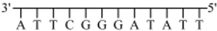 <p><span>The diagram below represents a small section of a DNA molecule. &nbsp;Which section of DNA represents the other side of DNA?</span></p><p><span>A T T C G G G A T A T T</span></p><p><span>T T A T A G G G C T T A</span></p><p><span>T A A G C C C T A T A A</span></p><p>&nbsp;<span>A A T A T C C C G A A T</span></p>