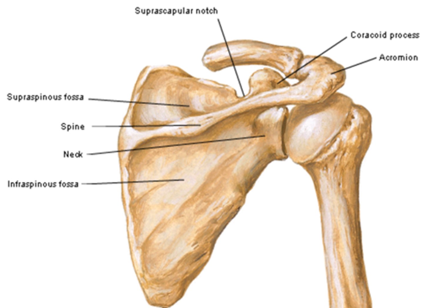 <p>lateral continuation of the spine</p>