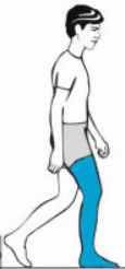 <p>What muscles are used in loading response</p>