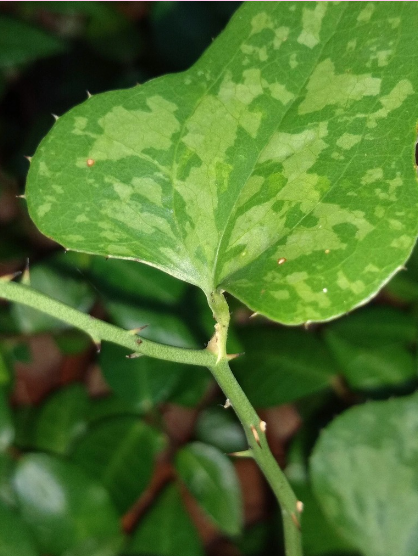 <p>What is the scientific name (genus and specific epithet) of this plant?</p>