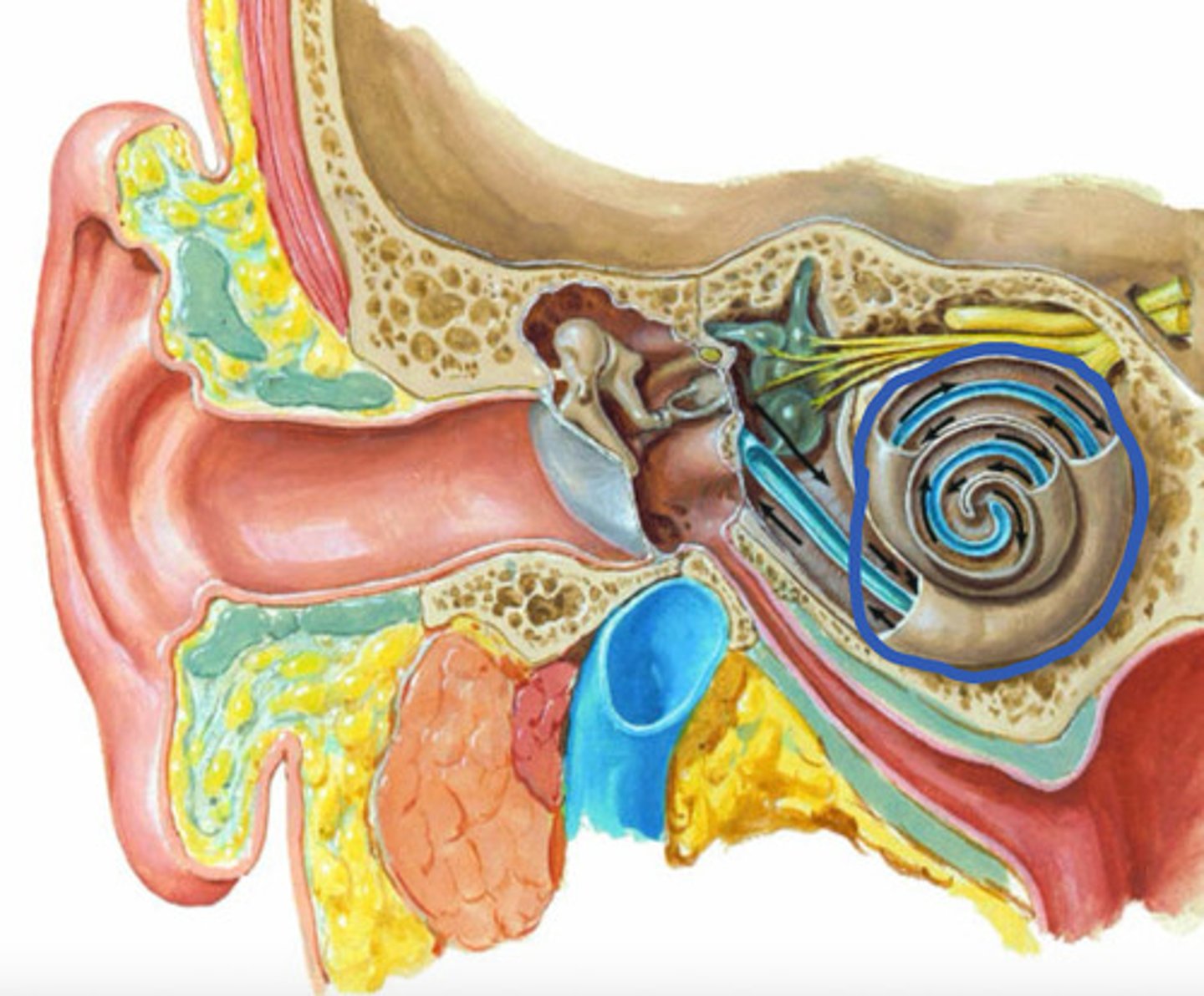 <p>label the structure</p>
