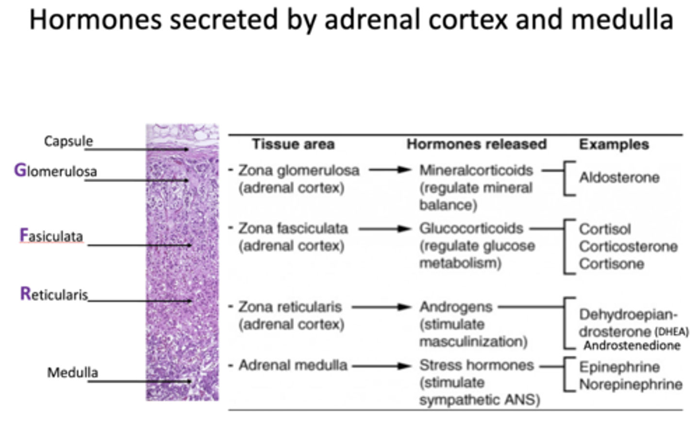 <p>androgens</p>