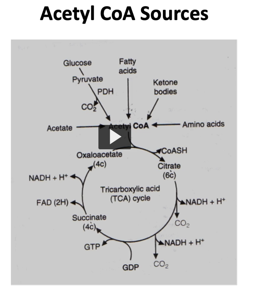 <p><u>glucose is not the only source of acetyl-CoA. </u></p><p><strong>Glucose</strong> is <strong>not the only source</strong> of <strong>acetyl-CoA .</strong></p><p>as depicted here, the <strong>oxidation</strong> of many fields, like </p><p>1. fatty acids</p><p>2. ketone bodies</p><p>3. amino acids </p><p>will generate acetyl-CoA.</p><p>on top are the ones I just mentioned, and producing acetyl-CoA that will be into the kreb cycle</p>