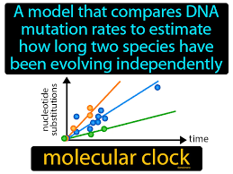 <p>The molecular clock measures the rate at which the gene mutations of a species accumulate in order to determine how long ago two species shared a common ancestor. <br><br>A calibration point is a known, precise moment when two species diverged, to help scientists calculate the divergence time of other species in reference to this time. A calibration point can be in the form of the oldest fossil record of a specific species.<br><br>This method works because genetic mutations increase over time as a result of evolution.</p>