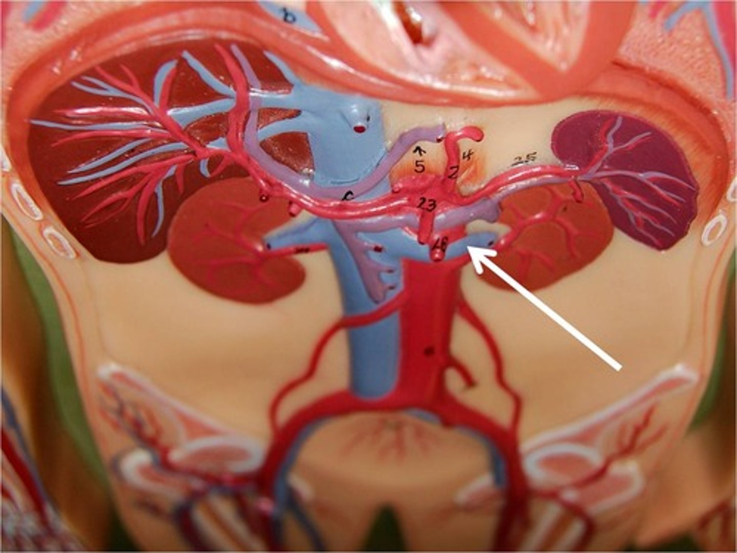 <p>What part of the renal venous drainage is this?</p>