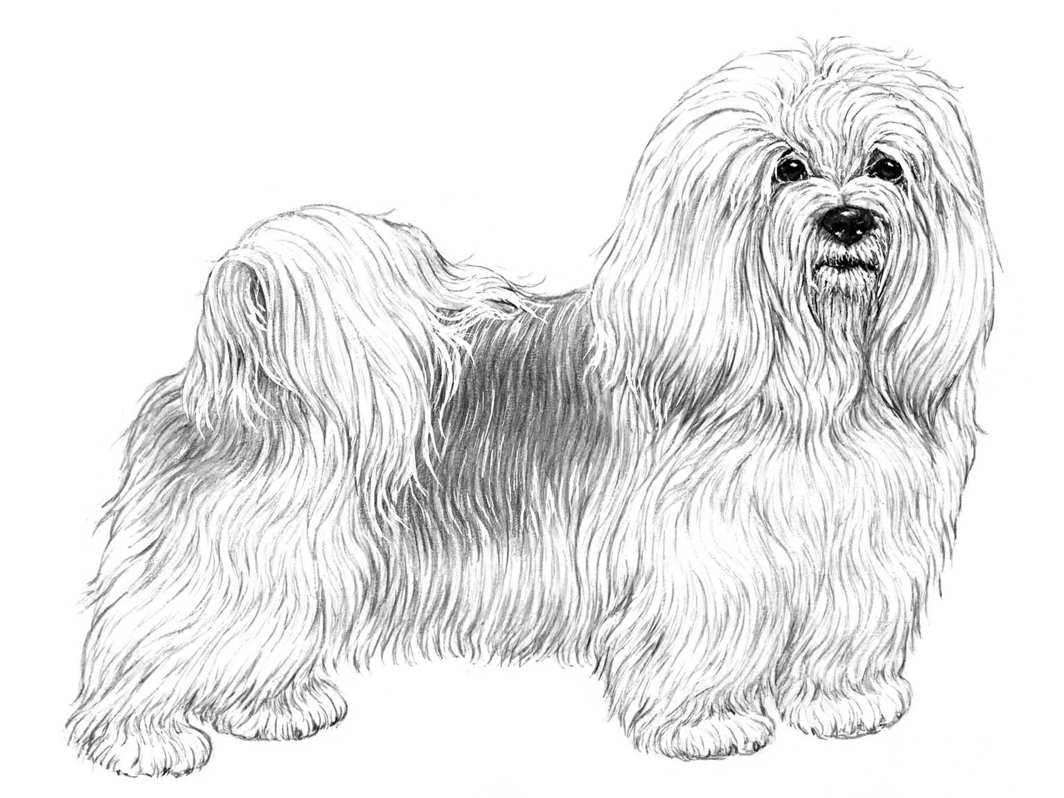 <p>Bichon havanais</p>