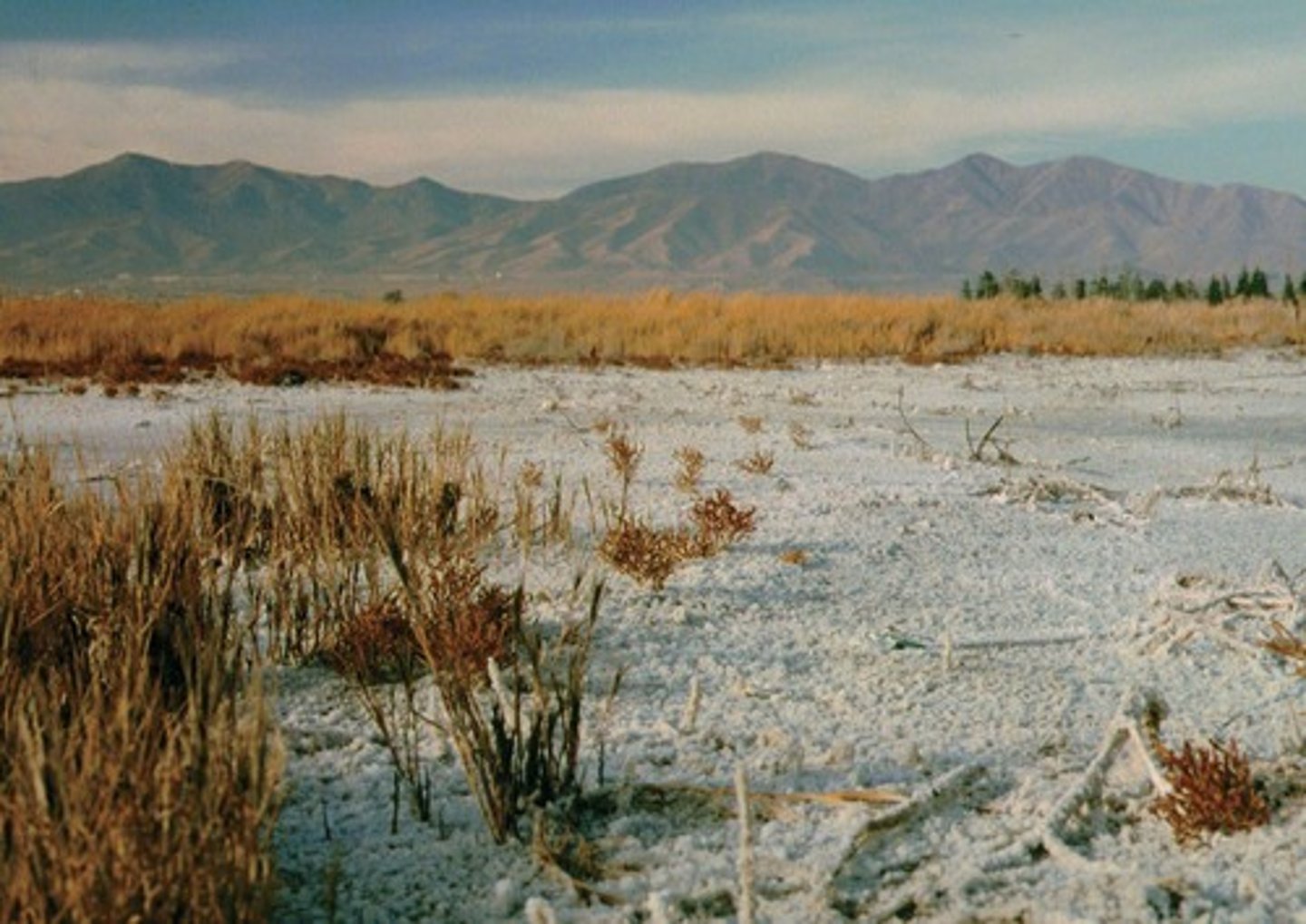 <p>The process where salts accumulate in soil due to irrigation and insufficient drainage.</p>