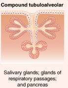 <p><span>Glands with multiple ducts, each with several tubular and acinar secretory portions.</span></p>