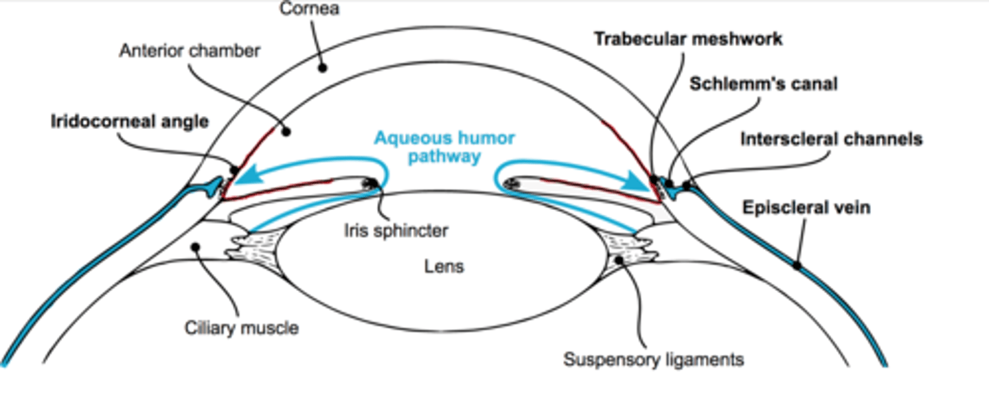 <p>- it is produced by the ciliary processes in the posterior chamber</p><p>- flows through the pupil into the anterior chamber and exits the at anterior chamber angle (junction of crisis, ciliary body, and cornea) through TRABECULAR MESHWORK into Schlemm's canal and into episcleral venous channels which drain into the systematic circulation</p><p>LOOK AT PICTURE</p>