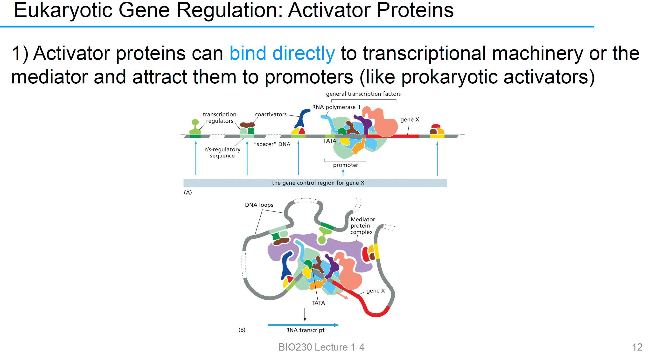 <p>transcriptional machinery or the mediator and attract them to promoters (like prokaryotic activators)</p>