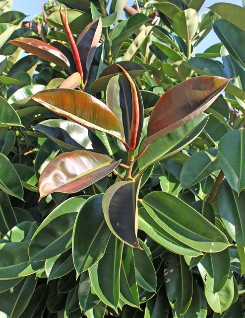 <p>Rubber Plant</p>