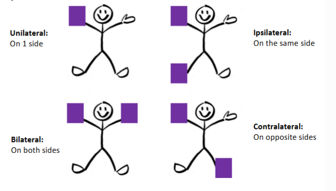 <ul><li><p>unilateral: one side</p></li><li><p>bilateral: both sides</p></li><li><p>ipsilateral: on the same side</p></li><li><p>contralateral: on opposite sides</p></li></ul><p></p>
