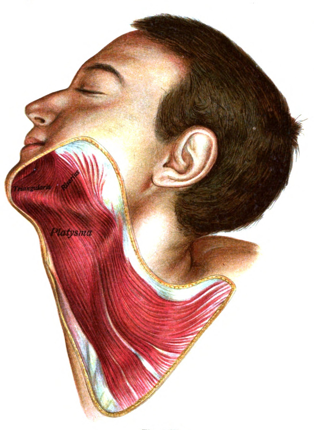 muscle of facial expression