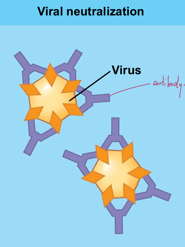 <p>Antibodies bind to virus so it cannot bind to host cell.</p>