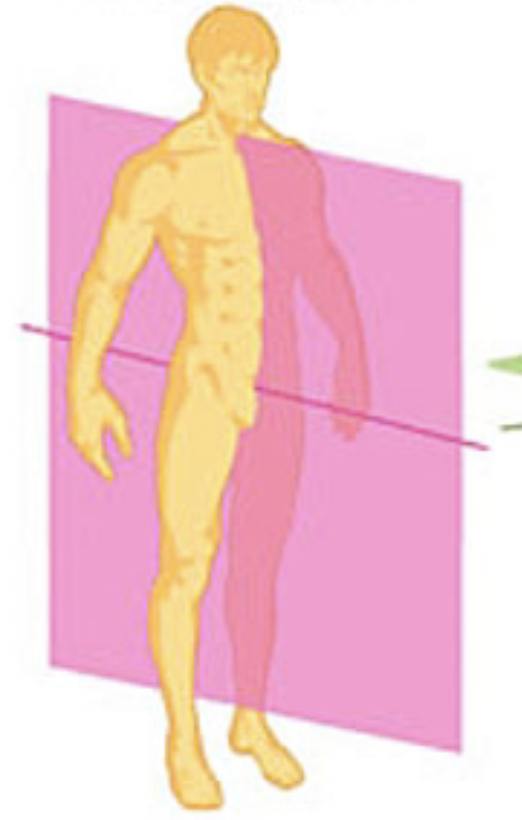 <p>Cardinal Plane that divides the body into left and right halves</p>
