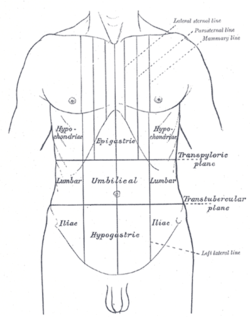 <p>Navel</p>