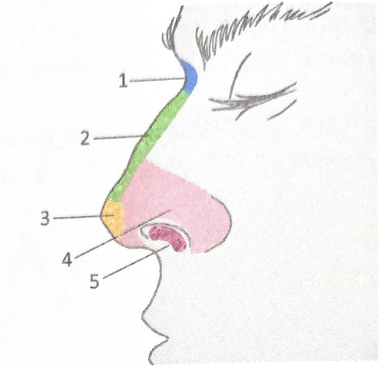 <p>#2</p><p>bridge of the nose</p>