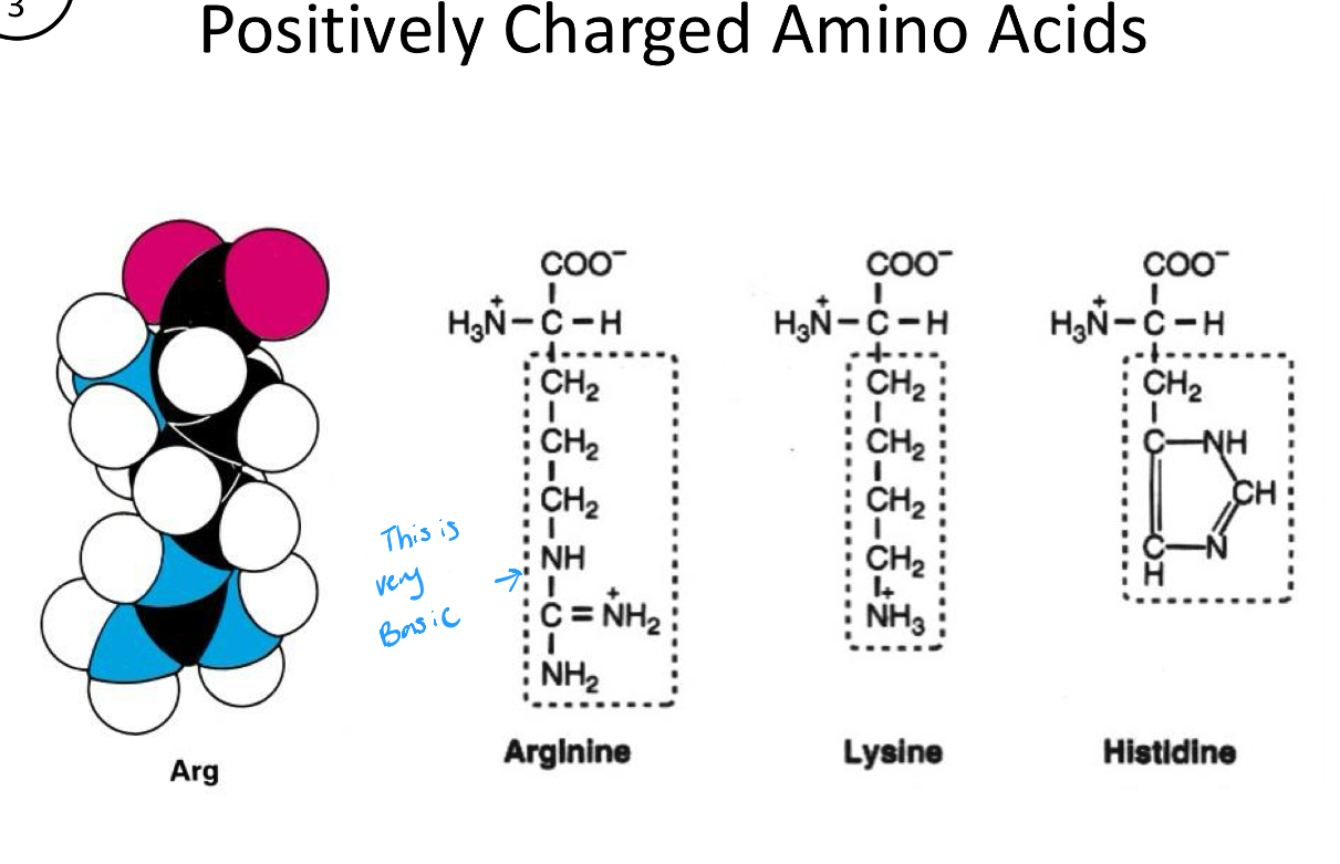 <ol><li><p>Arginine</p></li><li><p>Lysine</p></li><li><p>Histidine </p></li></ol><p></p>