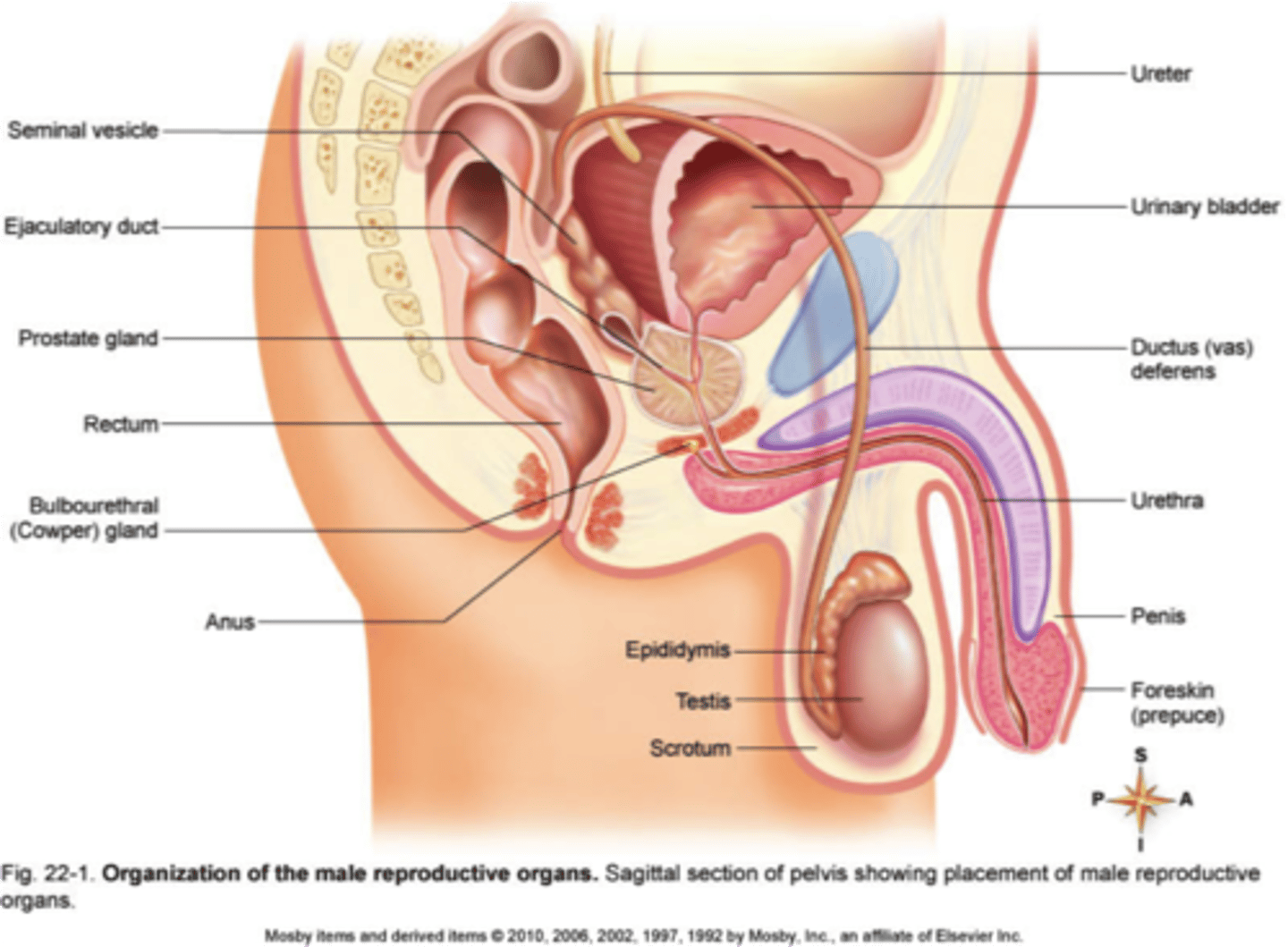<p>Overall function is production of offspring. Testes produce sperm and male sex hormone, and male ducts and glands aid in the delivery of sperm to the female reproductive tract.</p>